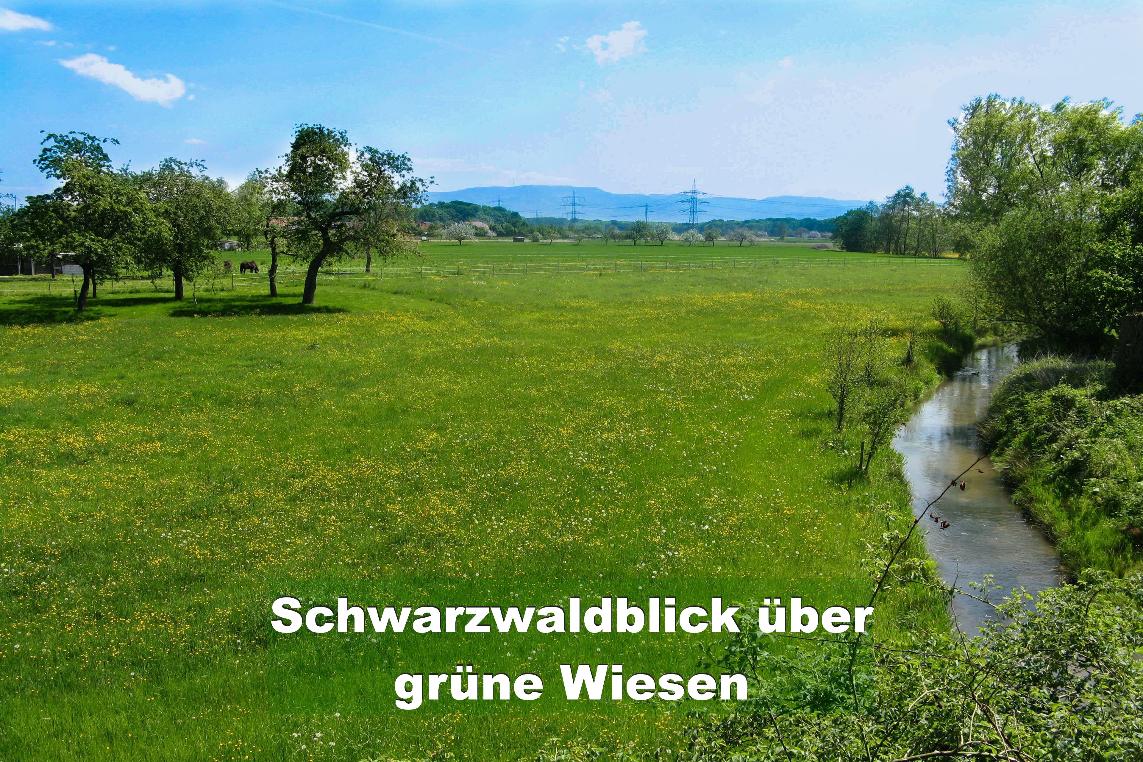 Blick vom Ferienhaus Im Birkenweg über Wiesen zum Schwarzwald
